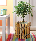 Selection of indoor plants Selection of indoor plants