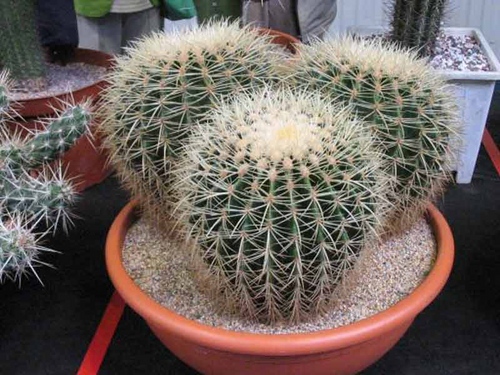 Types of cacti: what are the names of domestic cacti?