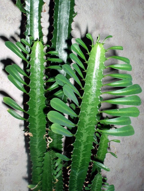 Types of cacti: what are the names of domestic cacti?