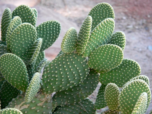 Types of cacti: what are the names of domestic cacti?