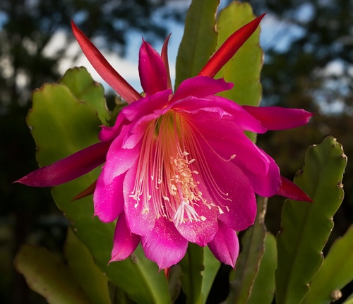 Types of cacti: what are the names of domestic cacti?