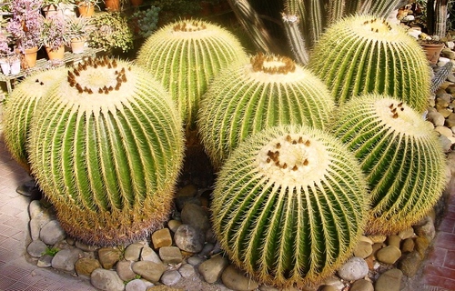 Types of cacti: what are the names of domestic cacti?