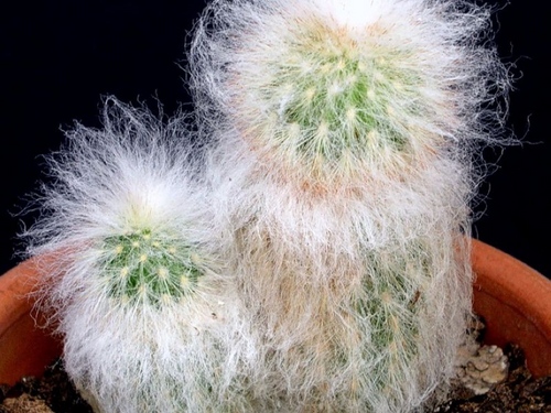 Types of cacti: what are the names of domestic cacti?