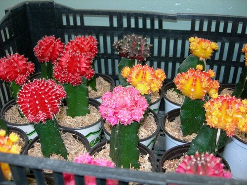 Types of cacti: what are the names of domestic cacti?