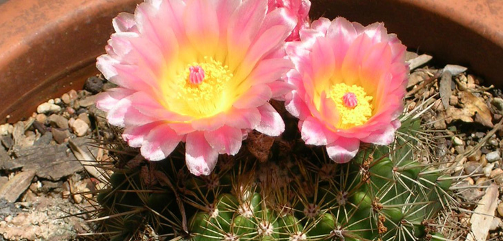 Types of cacti: what are the names of domestic cacti?