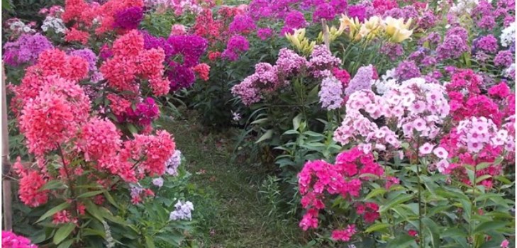 phlox in the garden