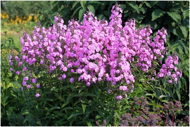bush phlox