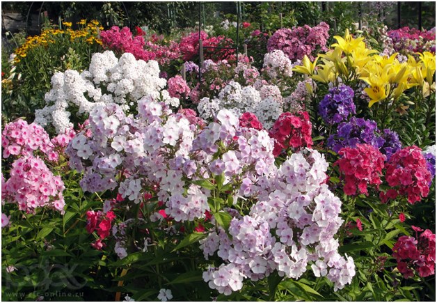 many colors