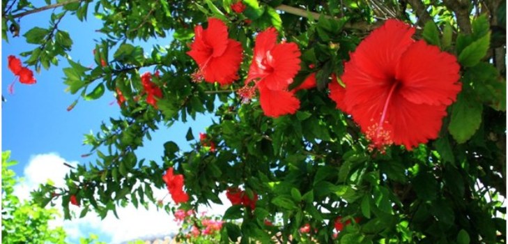 Hibiscus flowers
