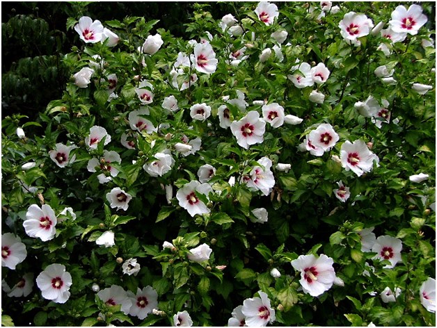White flowers