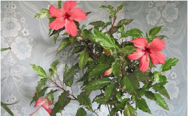 hibiscus in the house