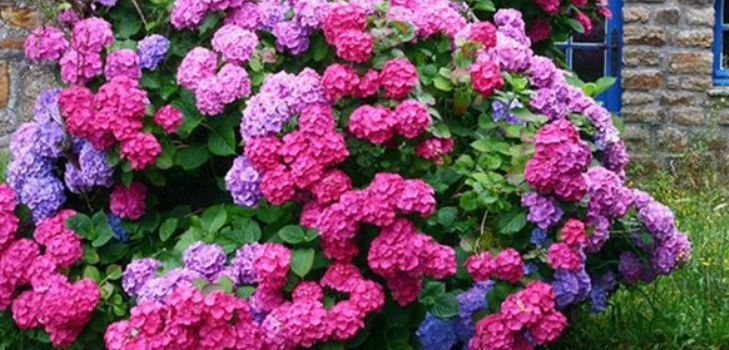 flowers hydrangeas
