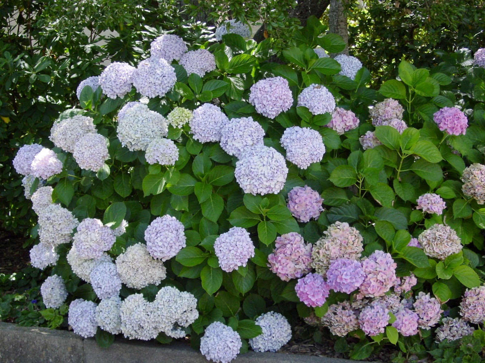 bush of hydrangea