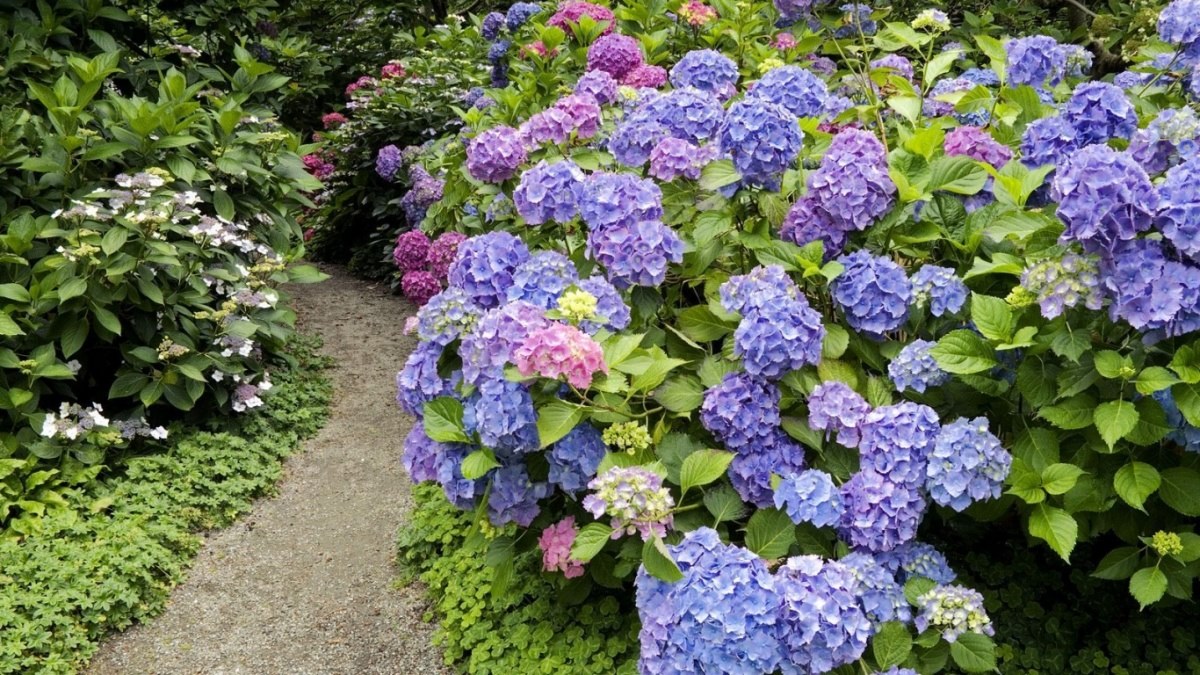 many colors