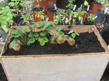 Grow strawberries and strawberries on the windowsill