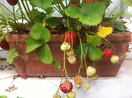 Grow strawberries and strawberries on the windowsill