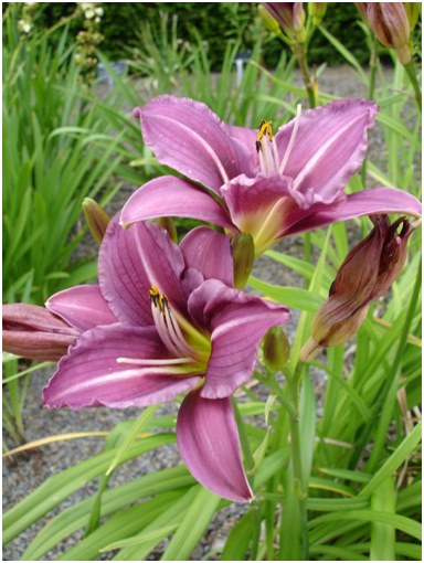 well-kept daylily