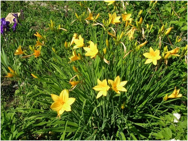 breeding daylily