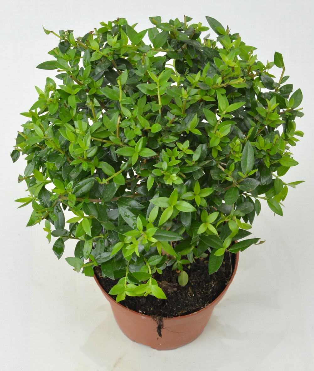 adult myrtle