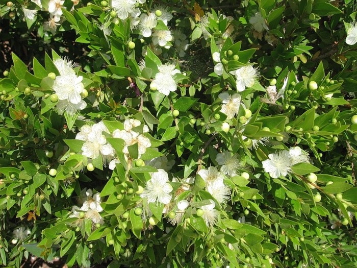 myrtle blooming