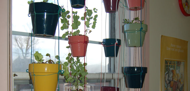 Growing vegetables on the windowsill