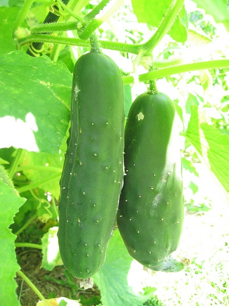 Growing vegetables on the windowsill