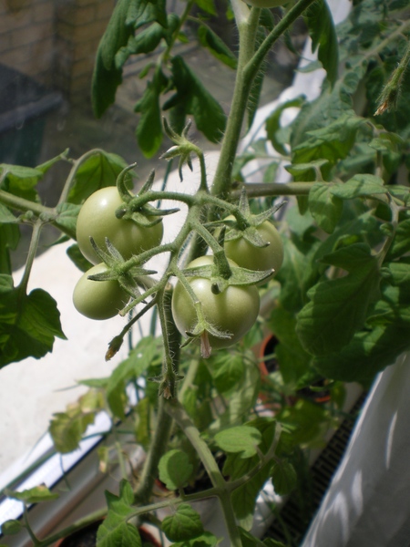 Growing vegetables on the windowsill