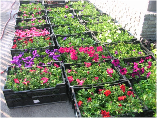 Growing petunias on the site - the basic rules