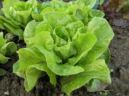 Grow green on the windowsill