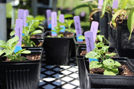 Grow green on the windowsill