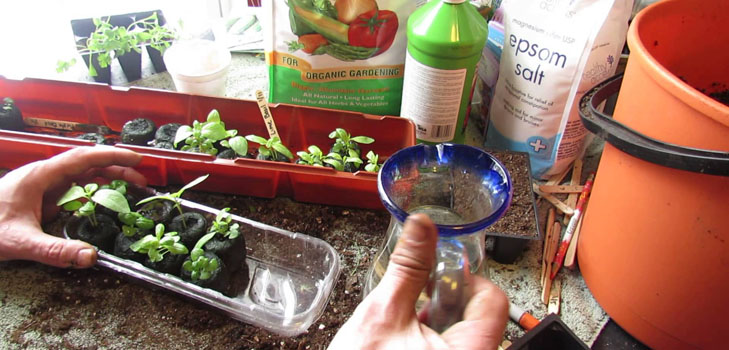 Grow green on the windowsill