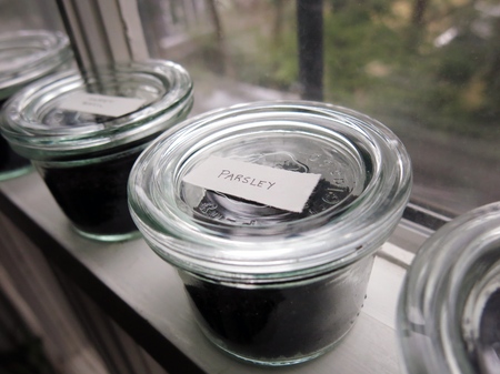 Grow green on the windowsill