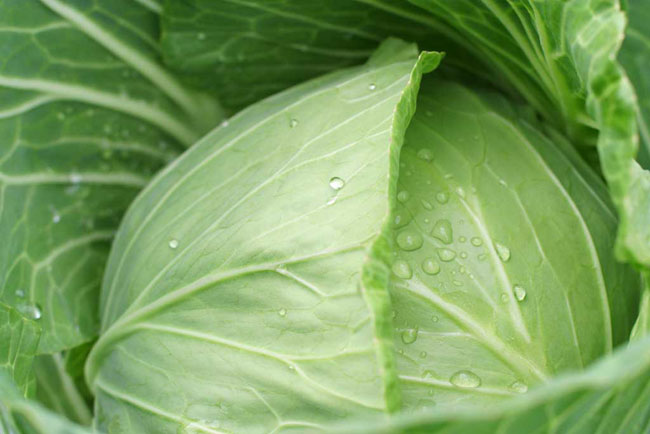 Growing white cabbage