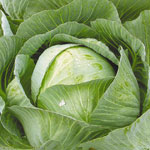 How to grow white cabbage? How to grow white cabbage?
