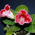 Cultivation of gloxins Cultivation of gloxins