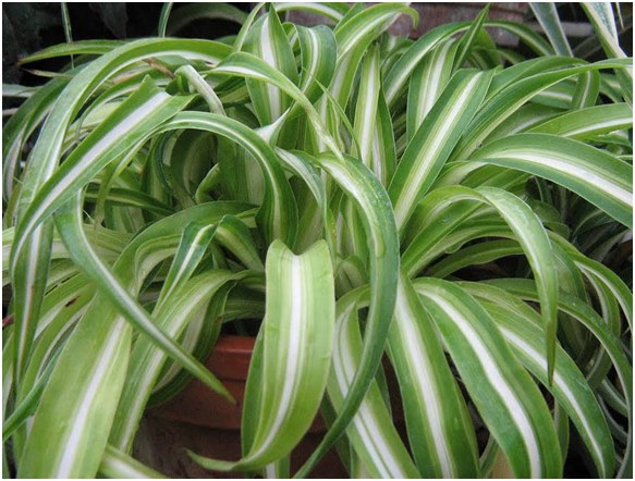 Cultivation and care of chlorophytum