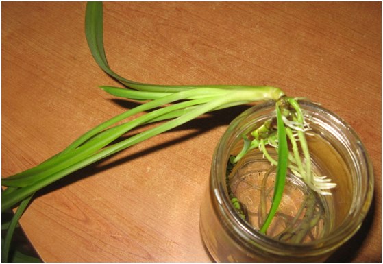 sprout in a jar