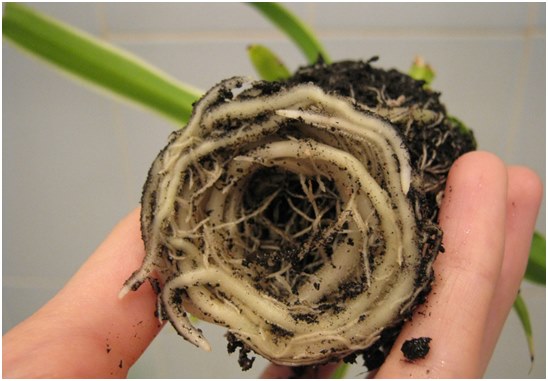 chlorophytum roots