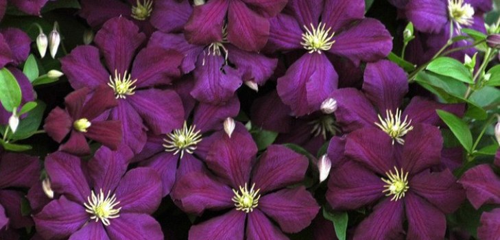 Clematis flowers