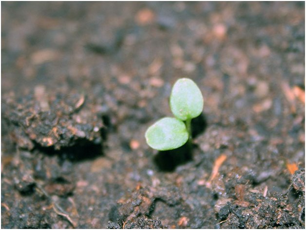 flower sprout