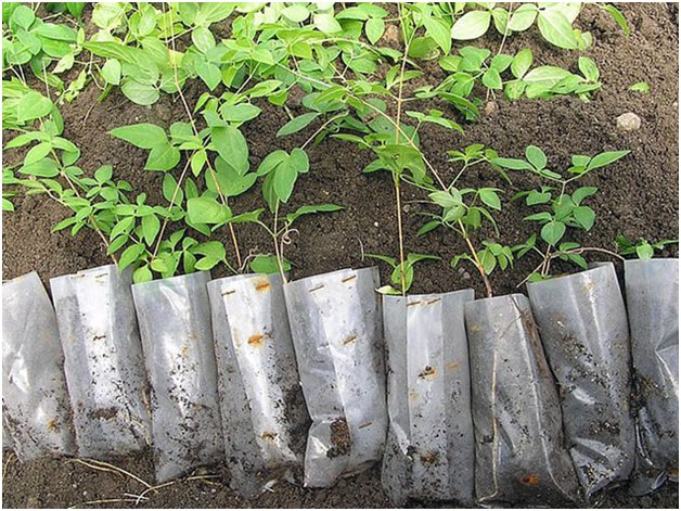 young seedlings