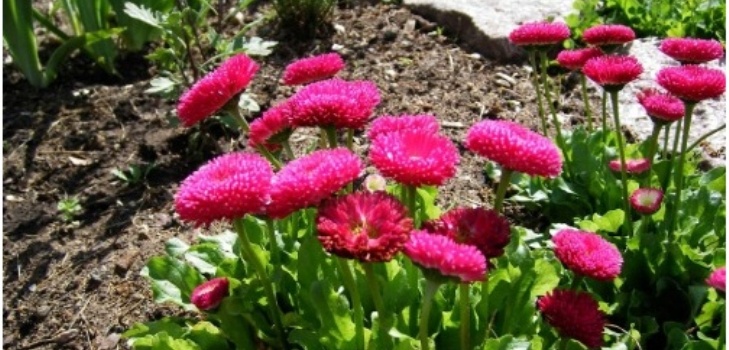 flowers of daisies