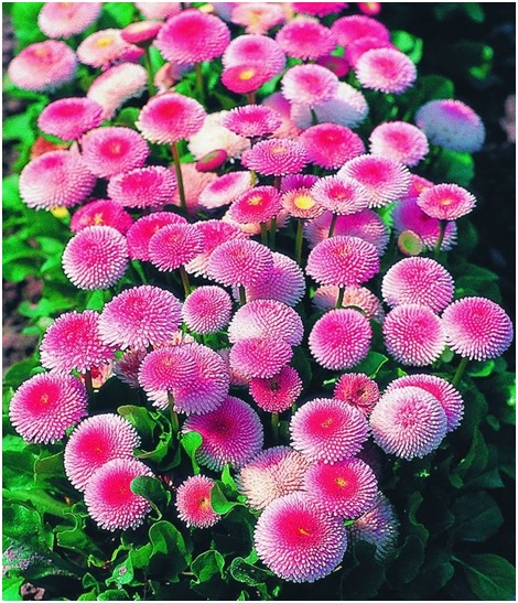 a lot of daisies