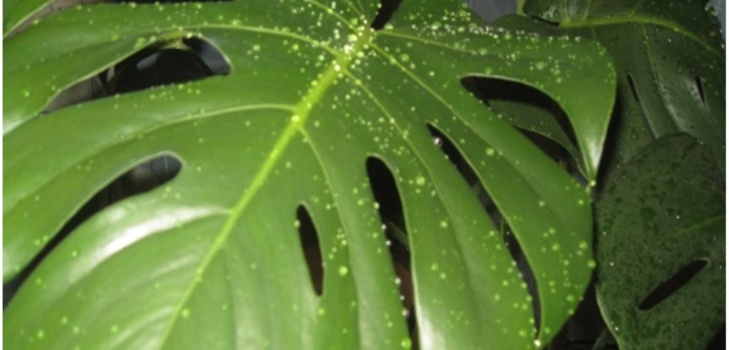 monster leaves