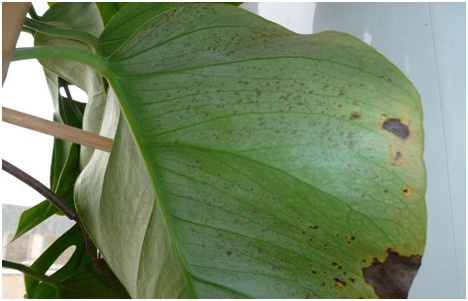 diseased monstera