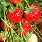 Growing strawberries on Dutch technology