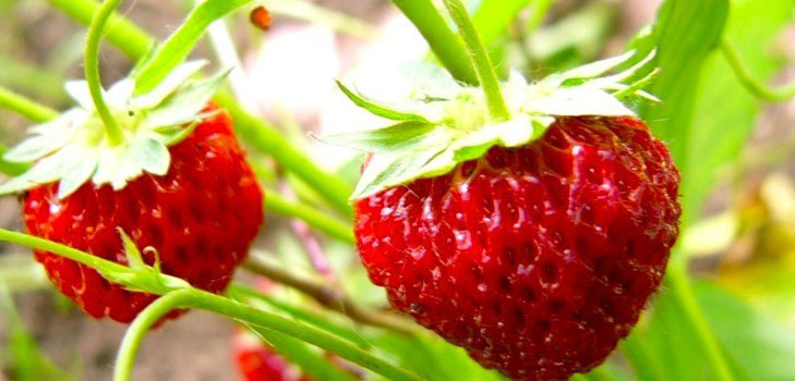 Growing strawberries in a greenhouse