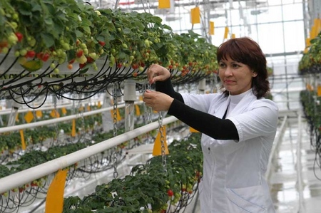Growing strawberries in a greenhouse