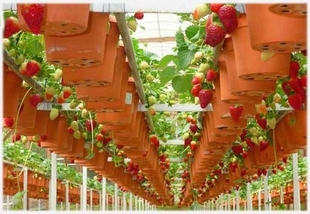 Growing strawberries in a greenhouse