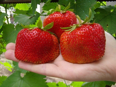 Growing strawberries in a greenhouse